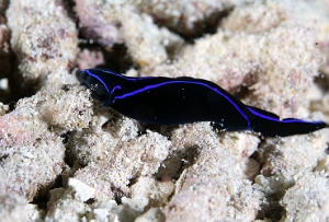 Raja Ampat 2019 - DSC07884_rc - Blue velvet headshield slug - Chelidonure variable - Chelidonura varians